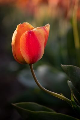 Tulips of Holland Photography Tour 1