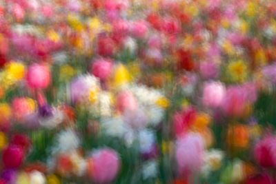 Tulips of Holland Photography Tour 1