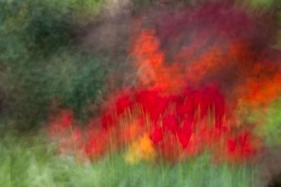 Tulips of Holland Photography Tour 1