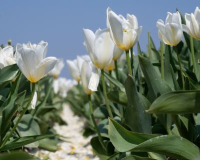Tulips of Holland Photography Tour 1