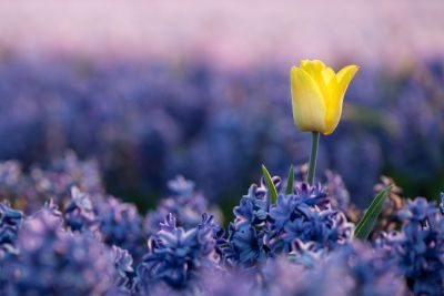 Tulips of Holland Photography Tour 1