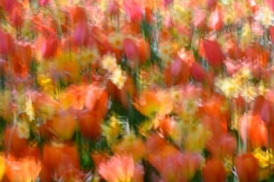 Tulips of Holland Photography Tour 1