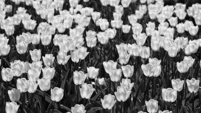 Tulips of Holland Photography Tour 1