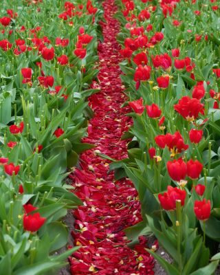 Tulips of Holland Photography Tour 1