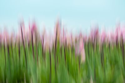Tulips of Holland Photography Tour 1