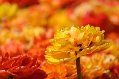 Tulips of Holland Photography Tour 1