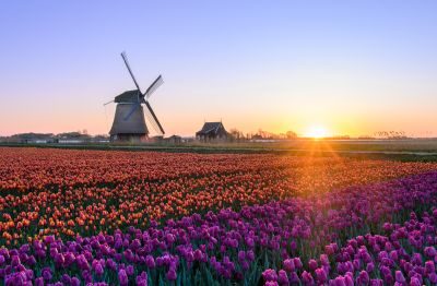 Tulips of Holland Photography Tour 1