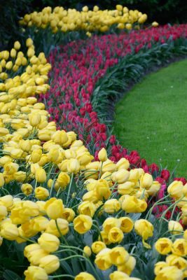 Tulips of Holland Photography Tour 1