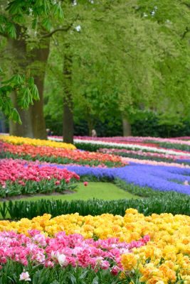 Tulips of Holland Photography Tour 1