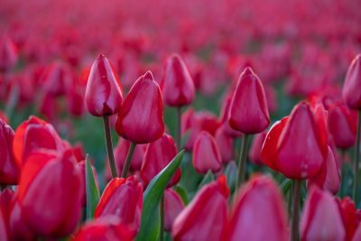 Tulips of Holland Photography Tour 1