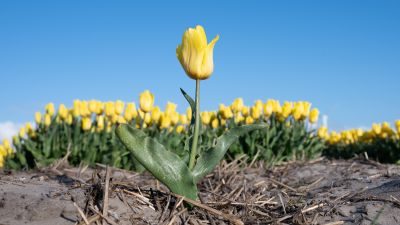 Tulips of Holland Photography Tour 1