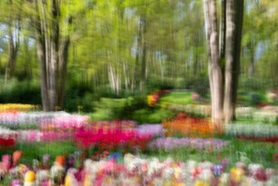 Tulips of Holland Photography Tour 1