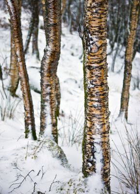Winter in Glencoe Landscape Photography