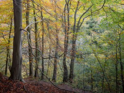 North Yorkshire Woodland Photography Tour 