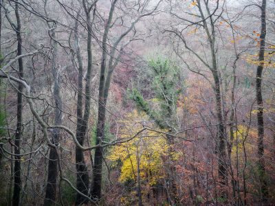 North Yorkshire Woodland Photography Tour 