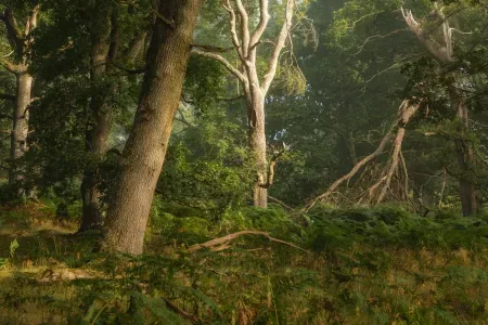 Understanding Light in Landscape Photography Part Two: Direction of Light