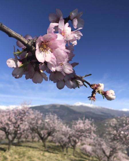Almond Blossom and Architecture - Andalucia Photography Tour