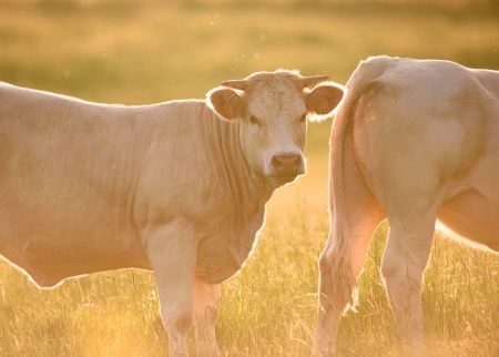 Burgundy Photography Holiday