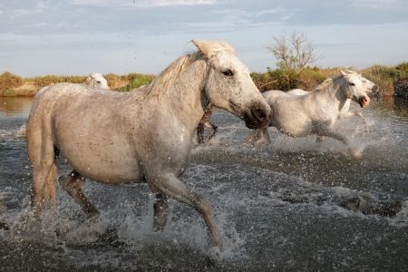 On Location - in the Footsteps of Van Gogh, Provence and Camargue