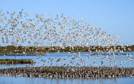 Norfolk Wading Birds Photography Tour