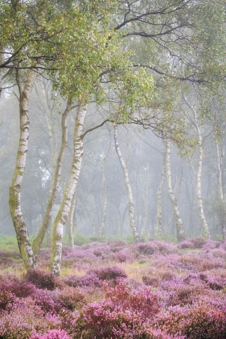 Peak District Heather in Bloom Photography