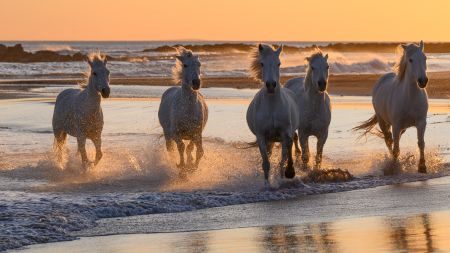 Camargue Photography Tour