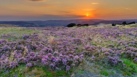 Heather In Bloom - Peak District Photography Tour 10th - 13th August 2026 by Rob Whatmough