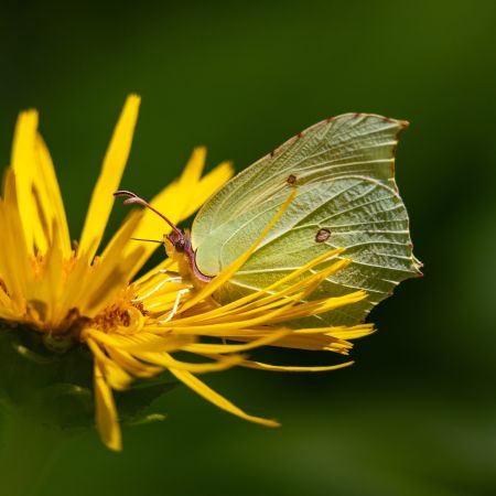 Flowers Photography Workshop