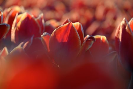 Tulips of Holland Photography Tour