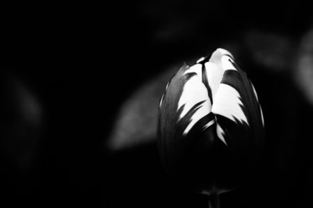 Tulips of Holland Photography Tour