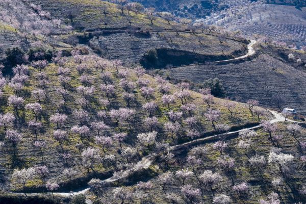 Andalucia Photography Tour - Almond Blossom and Architecture 