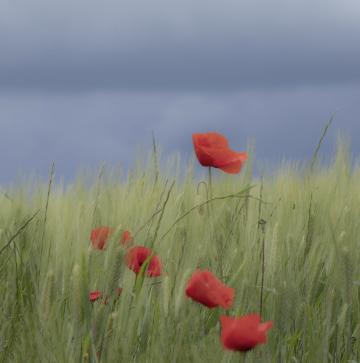 "Dark Sky and Poppies" by Vanessa Parker - We were lucky to get this dramatic backdrop for the beautiful grasses and poppies - Europe Tuscany