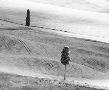 "Two Tuscan Trees (infrared)" by Vanessa Parker - An extract from the