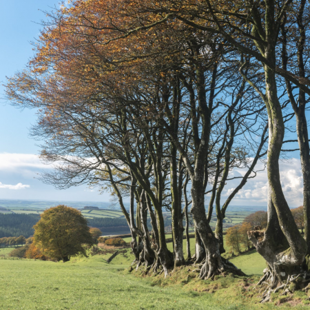 Exmoor in autumn - a review by Julia Moffett