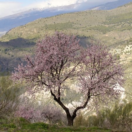 Almond blossom in Andalucia 