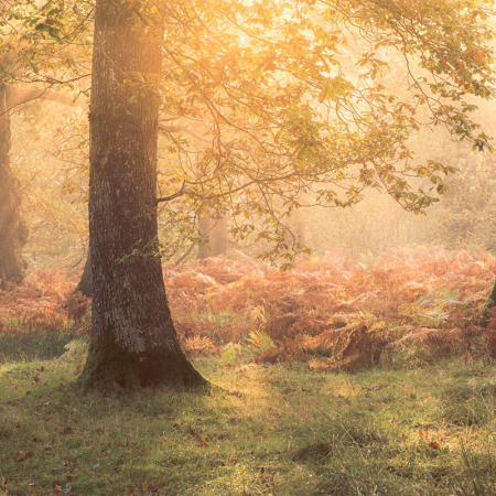 How to Improve Your Woodland and Forest Photography