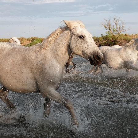 On Location - in the Footsteps of Van Gogh, Provence and Camargue
