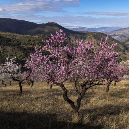 Almond Blossom and Architecture - Andalucia Photography Tour