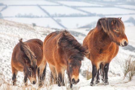 Cliffs, Streams, Moors and Forests - Exmoor Photography Tour