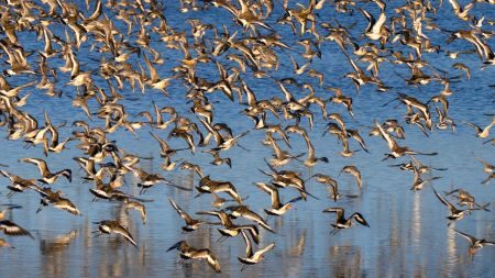 Waves, Wading Birds and Woodland - Norfolk Creative Photography Tour