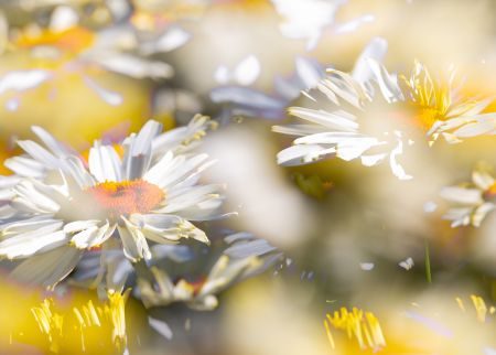 Wild About Flowers - A Photography Workshop