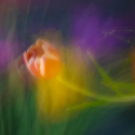 Tulips of Holland Photography Tour