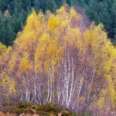 Seeing Autumn - A Photography Retreat in Scotland