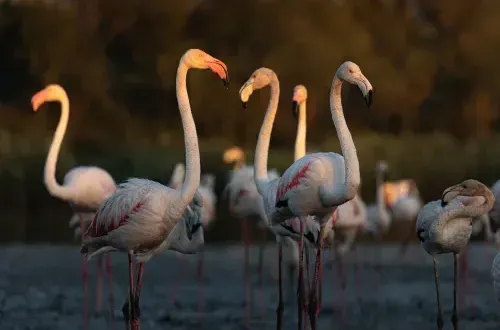 Provence & Camargue Photography Tours