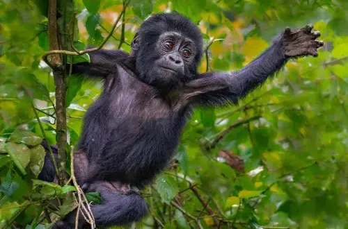 Uganda Photography Tours